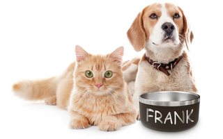 The Wooferct Feast: How Personalized Dog Bowls Enhance Mealtime