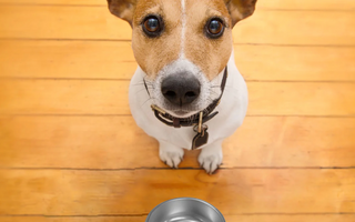 The Evolution of Personalized Pet Bowls