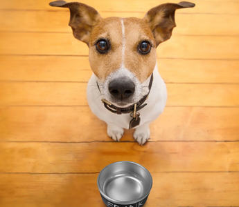 The Evolution of Personalized Pet Bowls