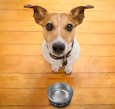 The Evolution of Personalized Pet Bowls