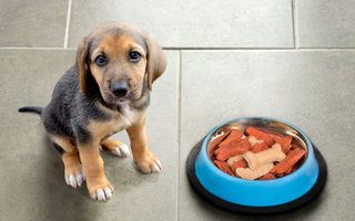 Pampered Paws: Elevating Your Pet's Dining Experience